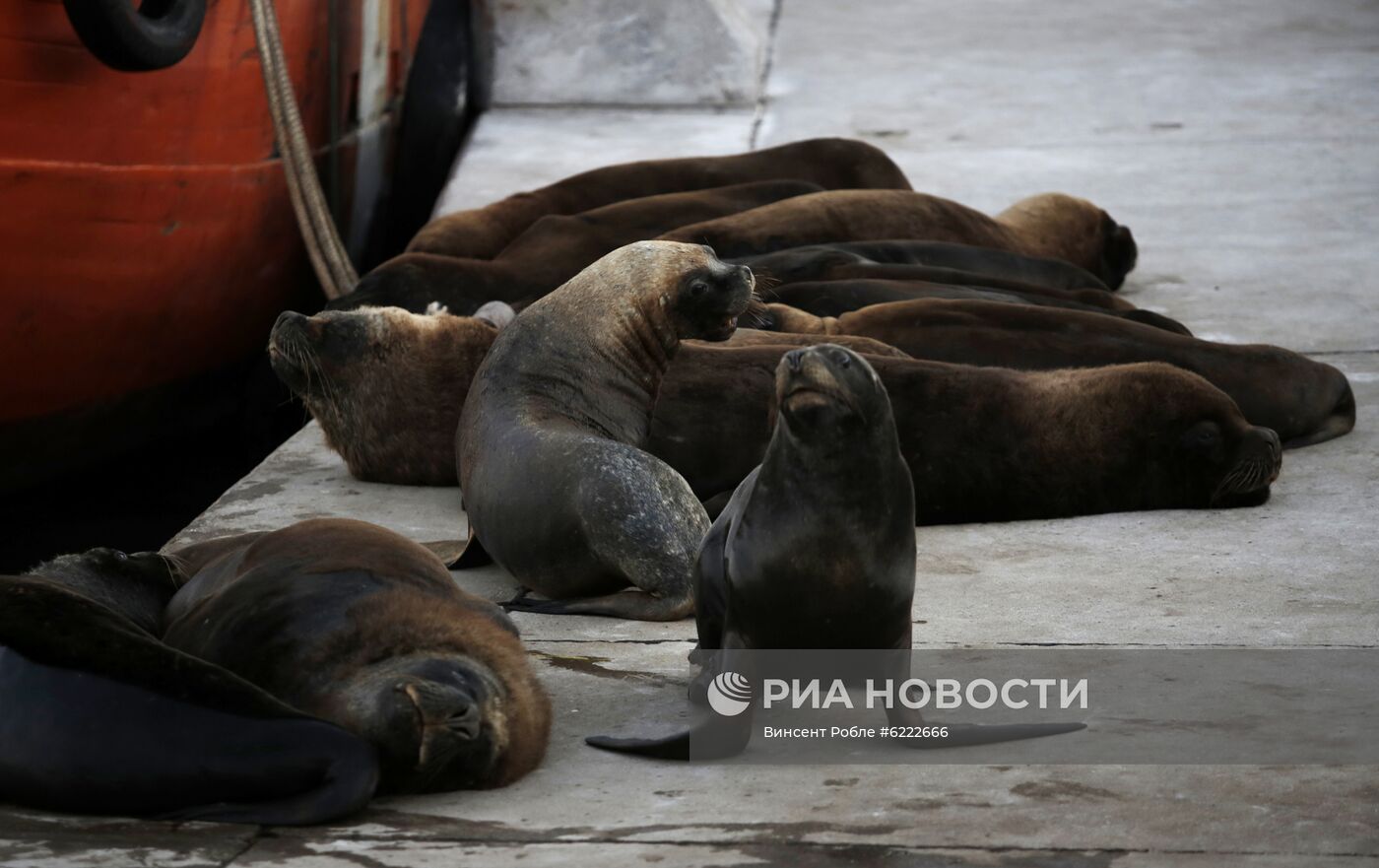 Морские львы вышли на улицы опустевшего в связи с карантином города в Аргентине