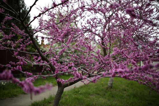Весна в Краснодарском крае