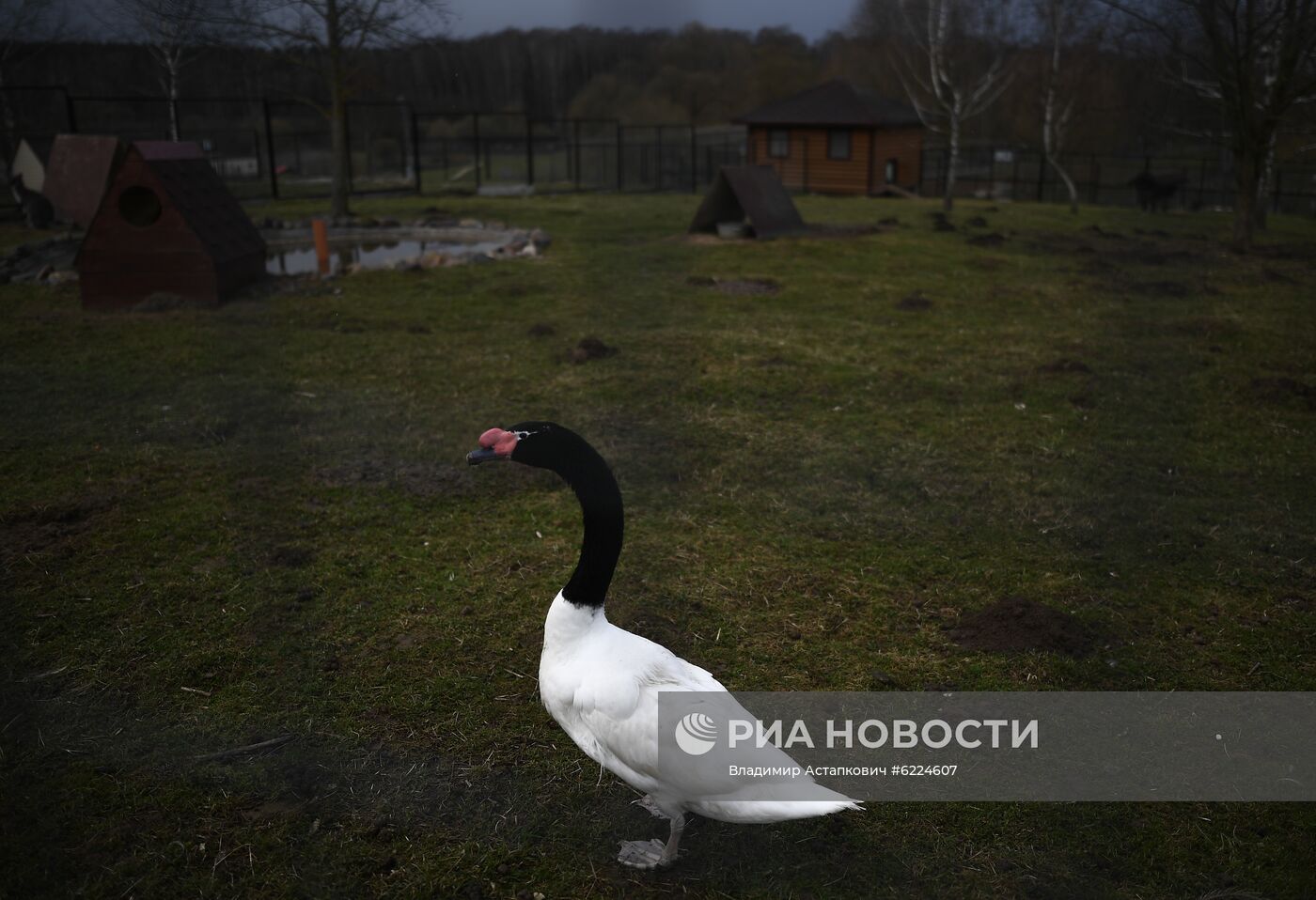 Крупнейший в России парк птиц "Воробьи" попросил о помощи в содержании питомцев