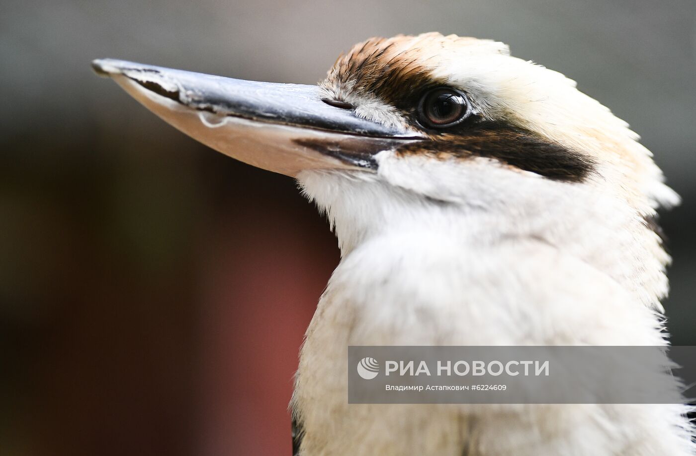 Крупнейший в России парк птиц "Воробьи" попросил о помощи в содержании питомцев