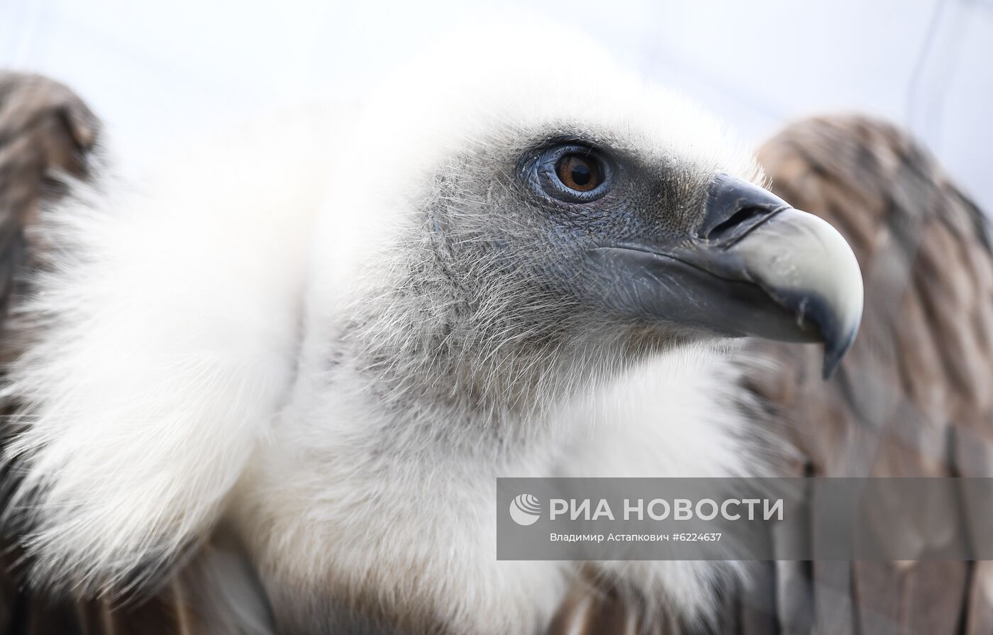 Крупнейший в России парк птиц "Воробьи" попросил о помощи в содержании питомцев