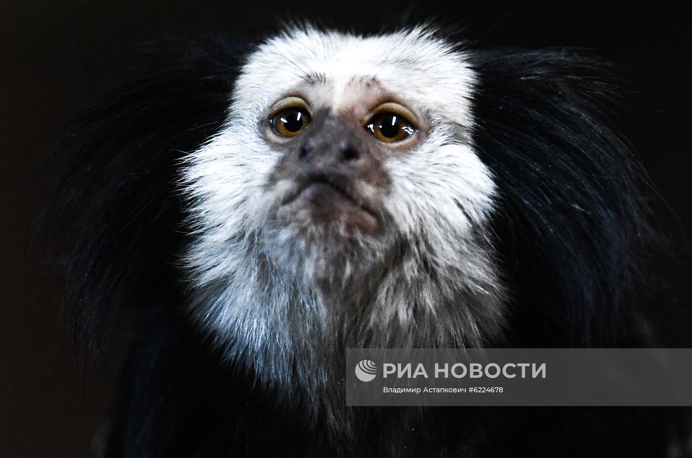 Крупнейший в России парк птиц "Воробьи" попросил о помощи в содержании питомцев