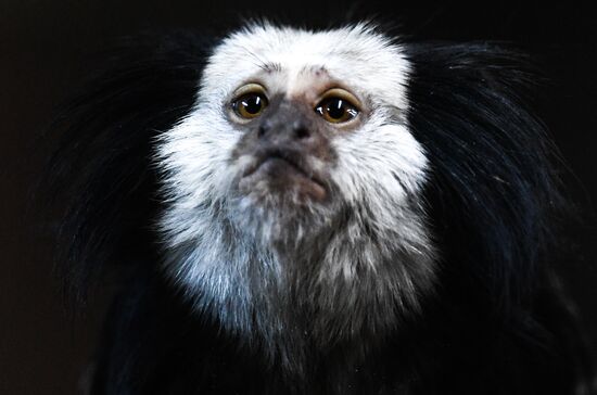 Крупнейший в России парк птиц "Воробьи" попросил о помощи в содержании питомцев