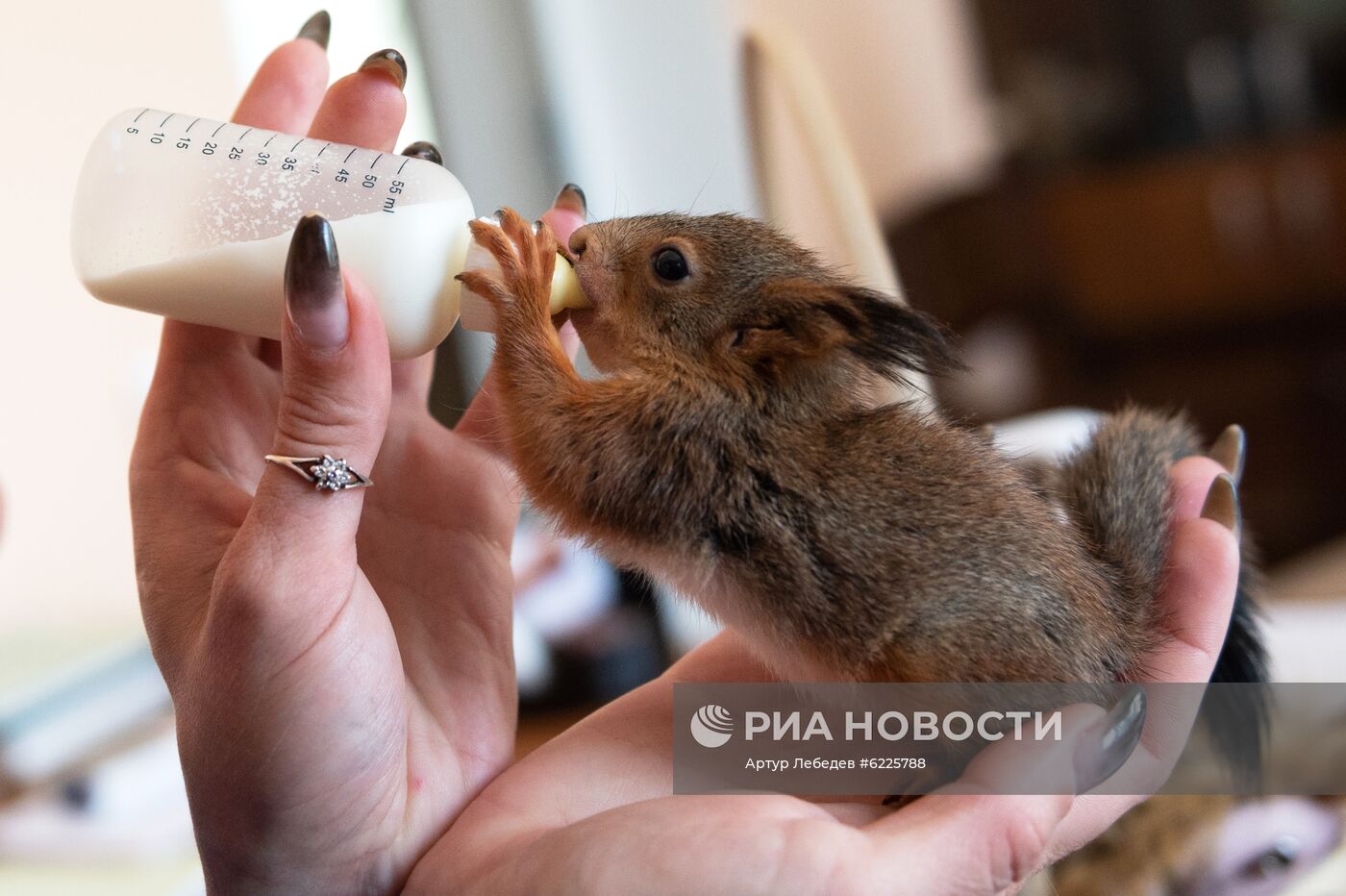 В Сочи сотрудница парка "усыновила" новорожденных бельчат