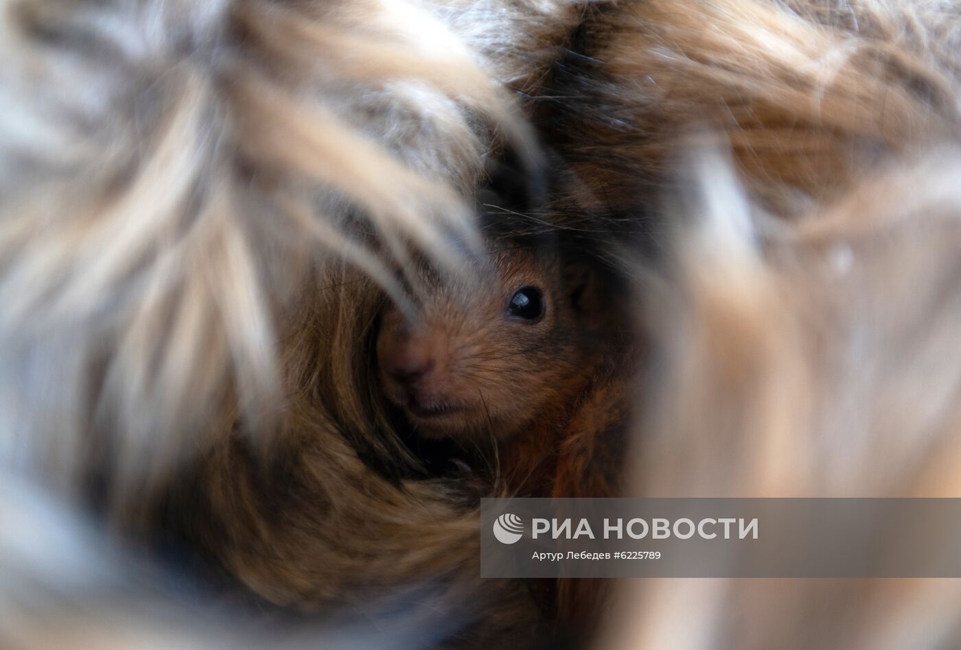 В Сочи сотрудница парка "усыновила" новорожденных бельчат