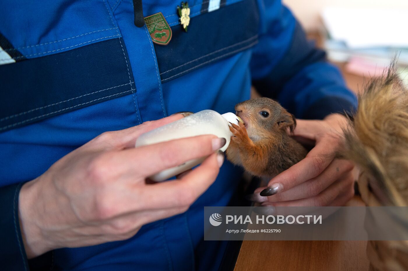 В Сочи сотрудница парка "усыновила" новорожденных бельчат