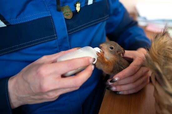 В Сочи сотрудница парка "усыновила" новорожденных бельчат