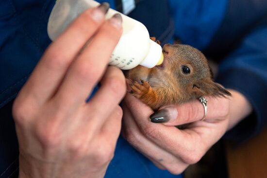 В Сочи сотрудница парка "усыновила" новорожденных бельчат