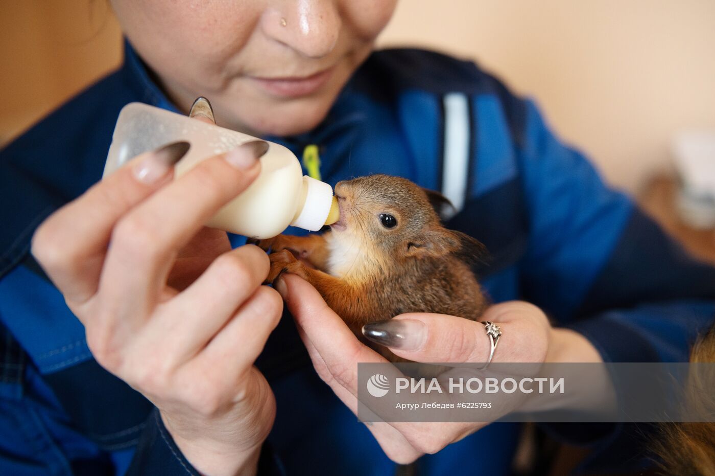 В Сочи сотрудница парка "усыновила" новорожденных бельчат