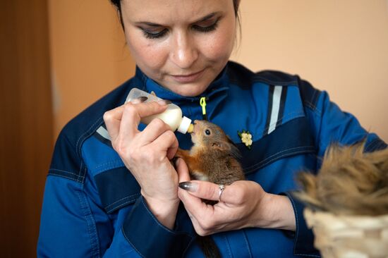 В Сочи сотрудница парка "усыновила" новорожденных бельчат