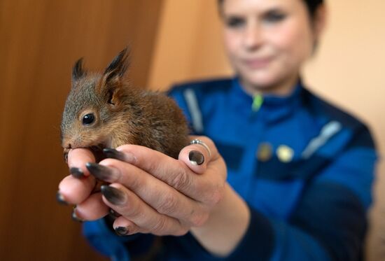 В Сочи сотрудница парка "усыновила" новорожденных бельчат