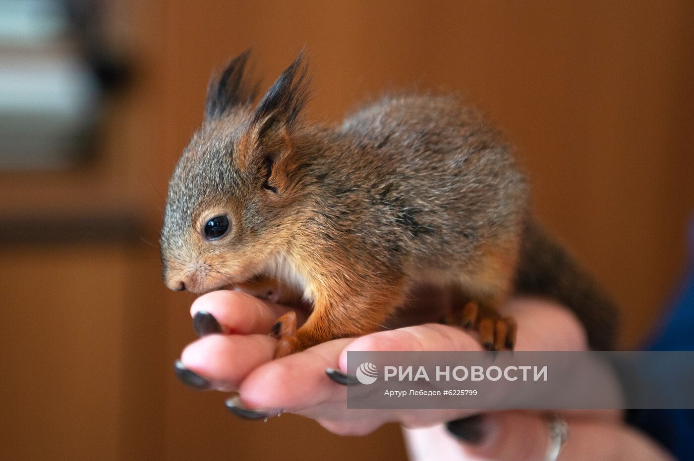 В Сочи сотрудница парка "усыновила" новорожденных бельчат