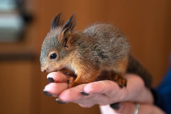 В Сочи сотрудница парка "усыновила" новорожденных бельчат