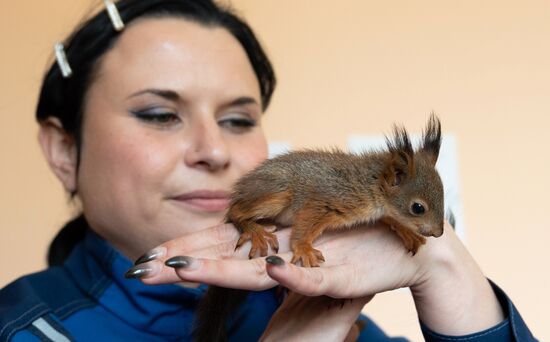 В Сочи сотрудница парка "усыновила" новорожденных бельчат