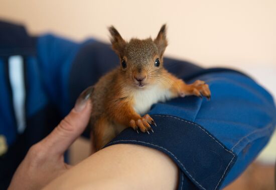В Сочи сотрудница парка "усыновила" новорожденных бельчат