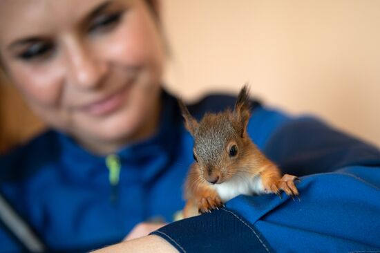 В Сочи сотрудница парка "усыновила" новорожденных бельчат