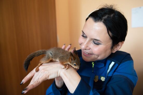 В Сочи сотрудница парка "усыновила" новорожденных бельчат