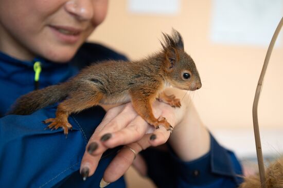 В Сочи сотрудница парка "усыновила" новорожденных бельчат