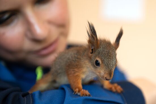 В Сочи сотрудница парка "усыновила" новорожденных бельчат