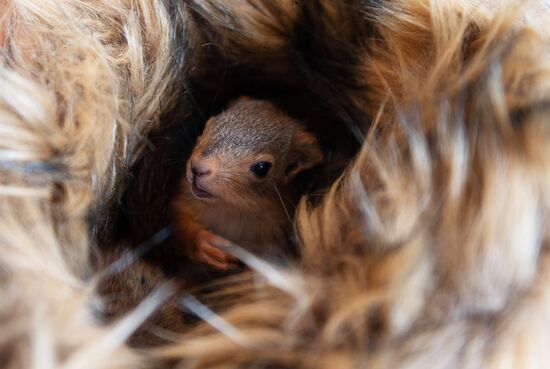 В Сочи сотрудница парка "усыновила" новорожденных бельчат