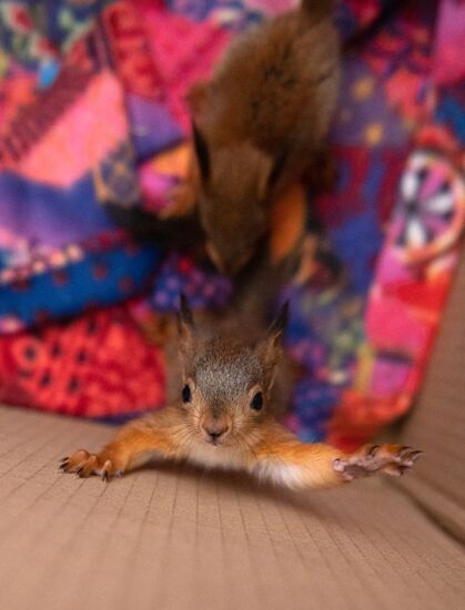 В Сочи сотрудница парка "усыновила" новорожденных бельчат