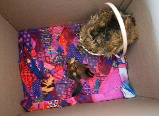 В Сочи сотрудница парка "усыновила" новорожденных бельчат