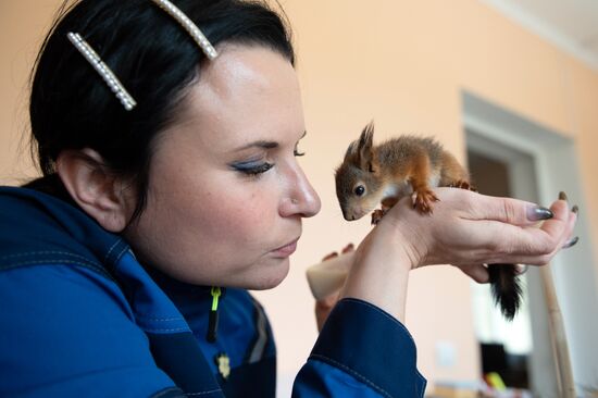В Сочи сотрудница парка "усыновила" новорожденных бельчат