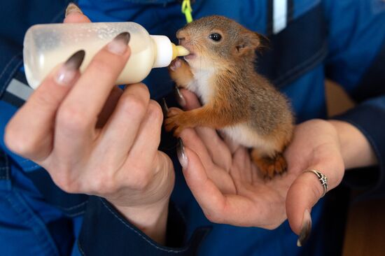 В Сочи сотрудница парка "усыновила" новорожденных бельчат