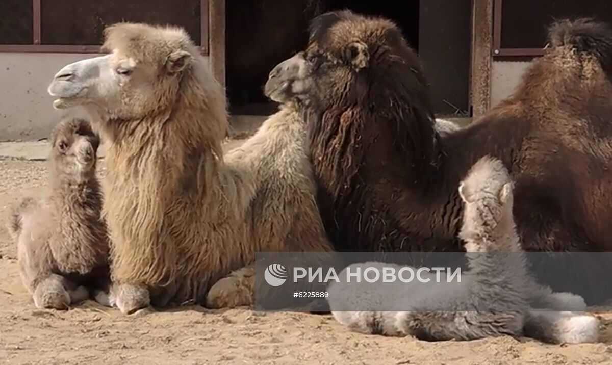 В Московском зоопарке родились детеныши двугорбых верблюдов