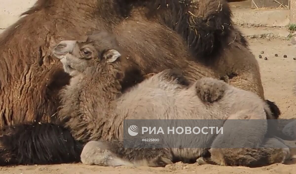 В Московском зоопарке родились детеныши двугорбых верблюдов