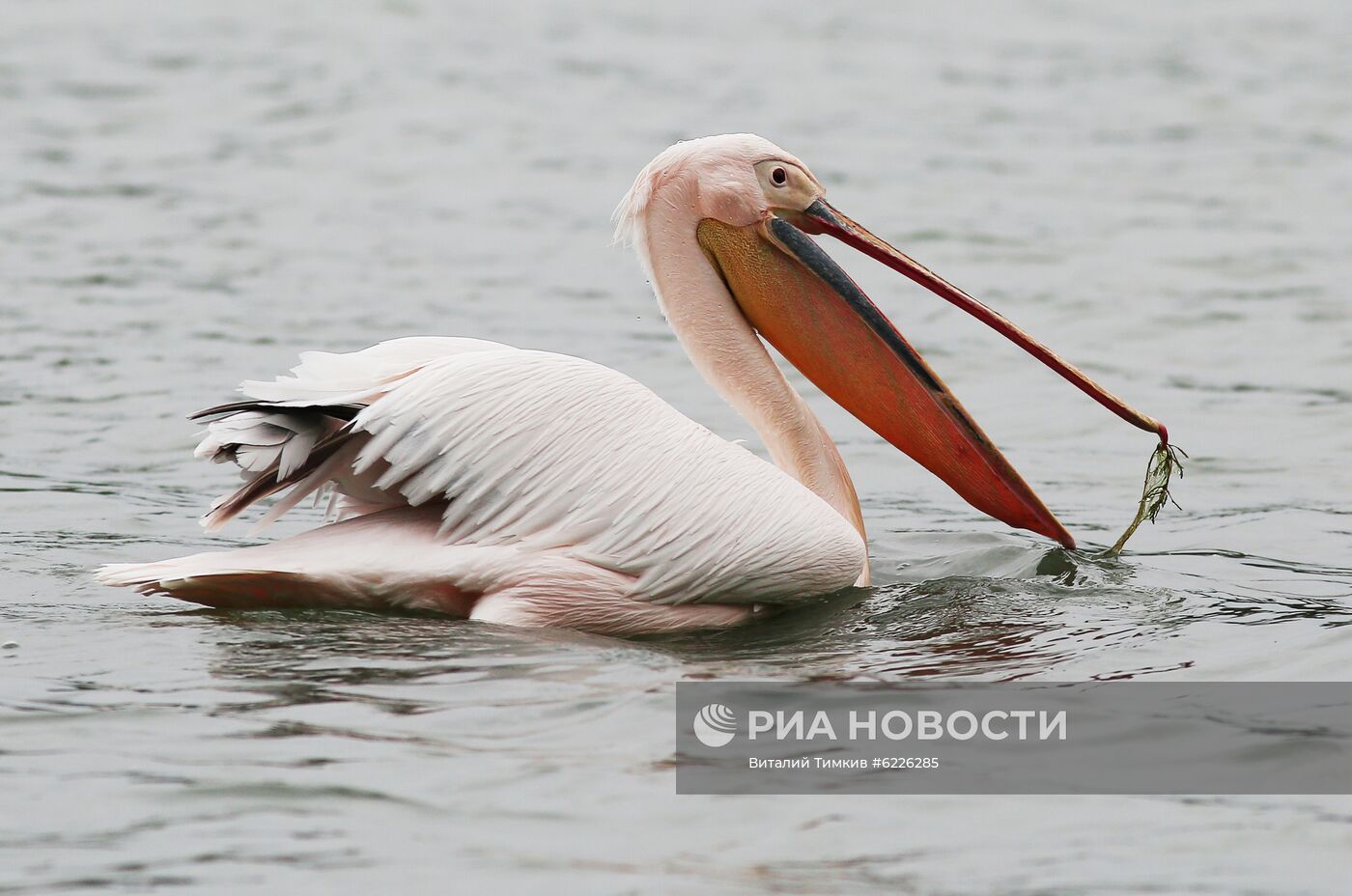 В Краснодаре на берегу озера поселился пеликан