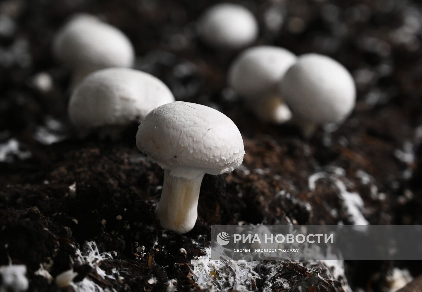 Комплекс по выращиванию шампиньонов в Ростовской области
