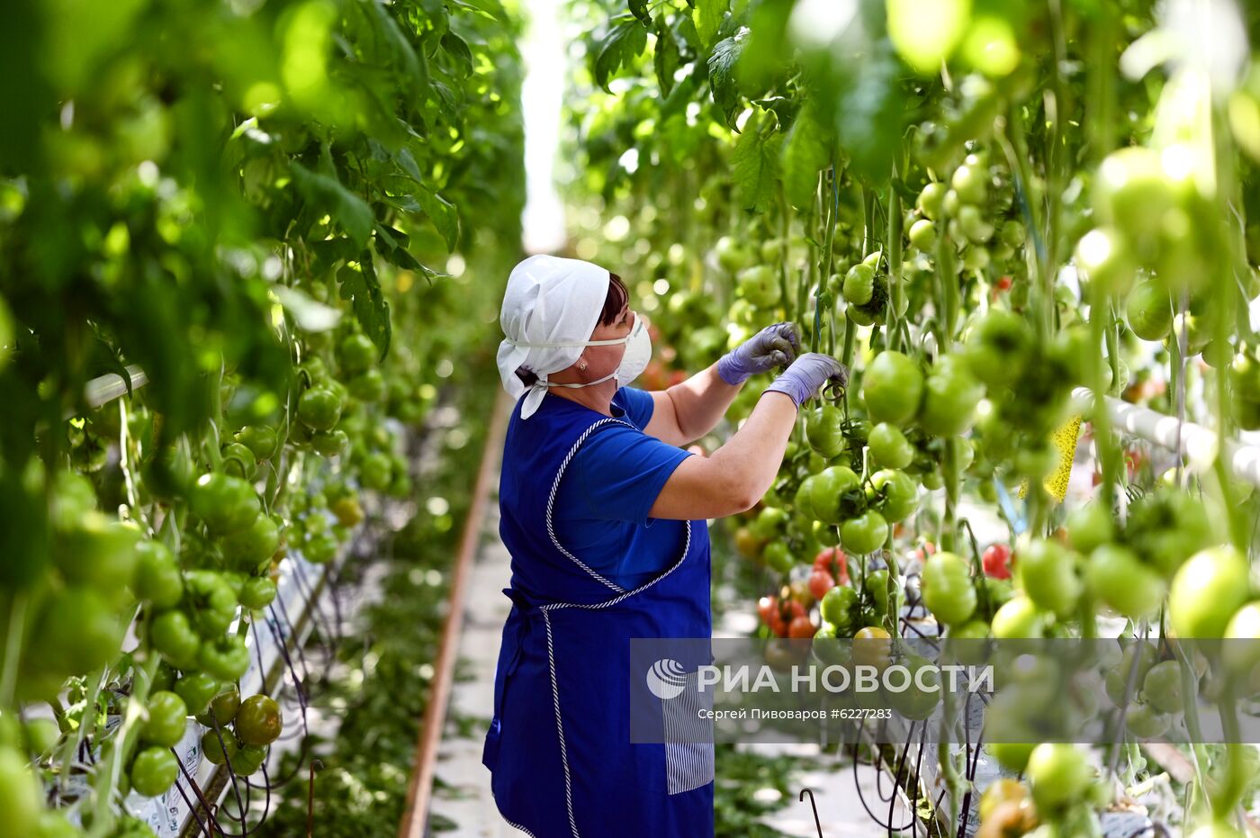 Работа тепличного комплекса в Ростовской области