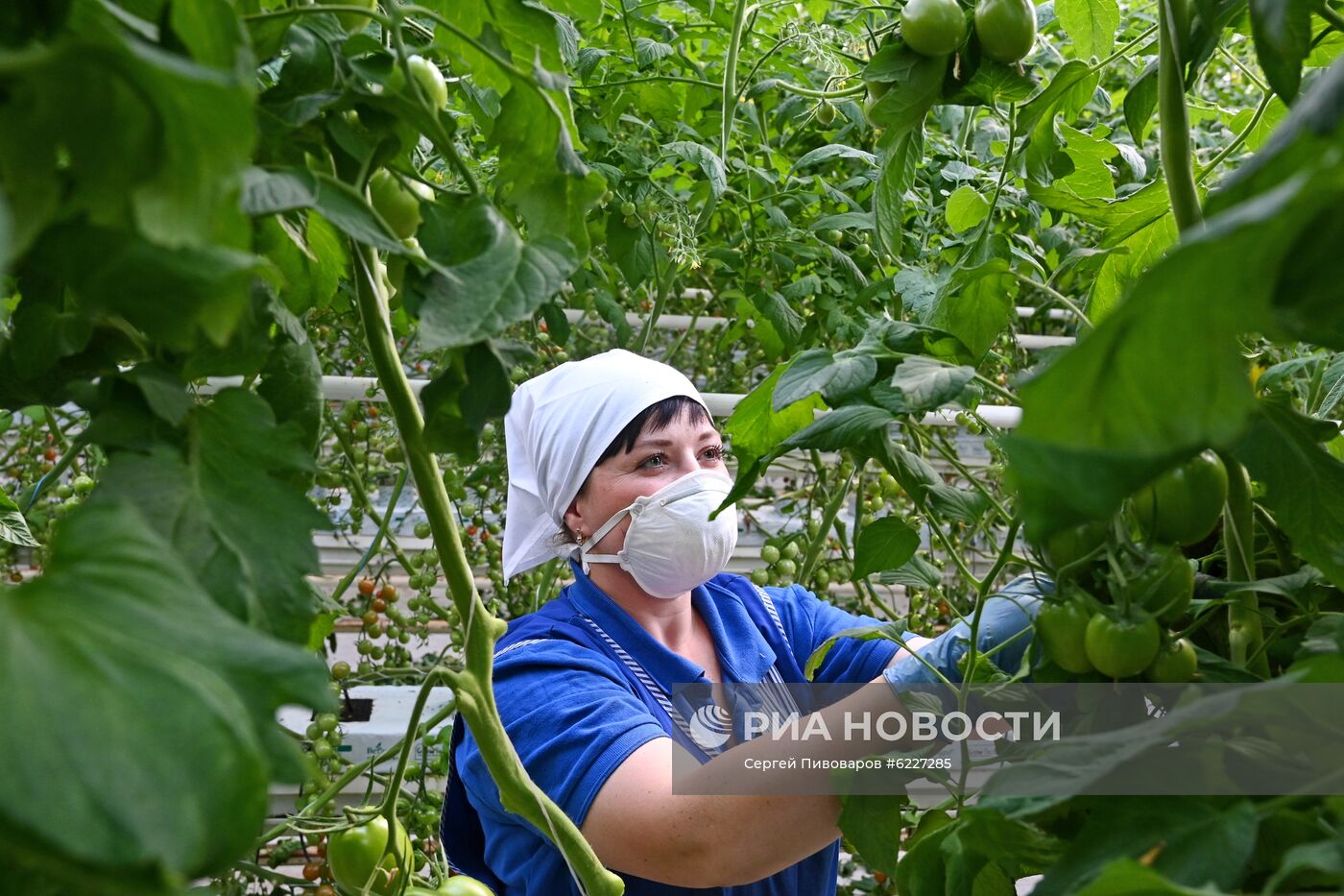 Работа тепличного комплекса в Ростовской области