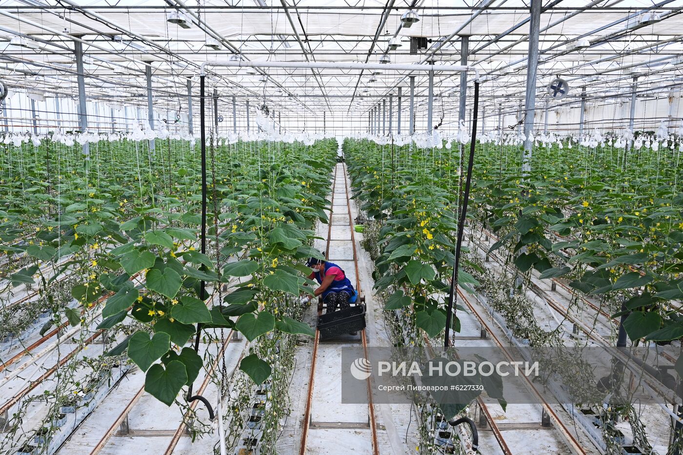 Работа тепличного комплекса в Ростовской области