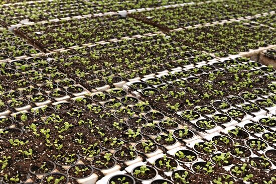 Работа тепличного комплекса в Ростовской области