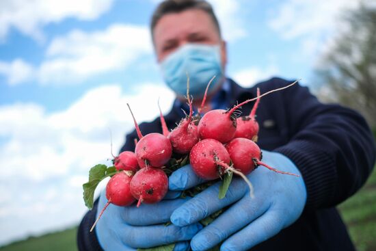 Тепличное хозяйство в Краснодарском крае