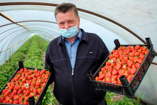 Тепличное хозяйство в Краснодарском крае