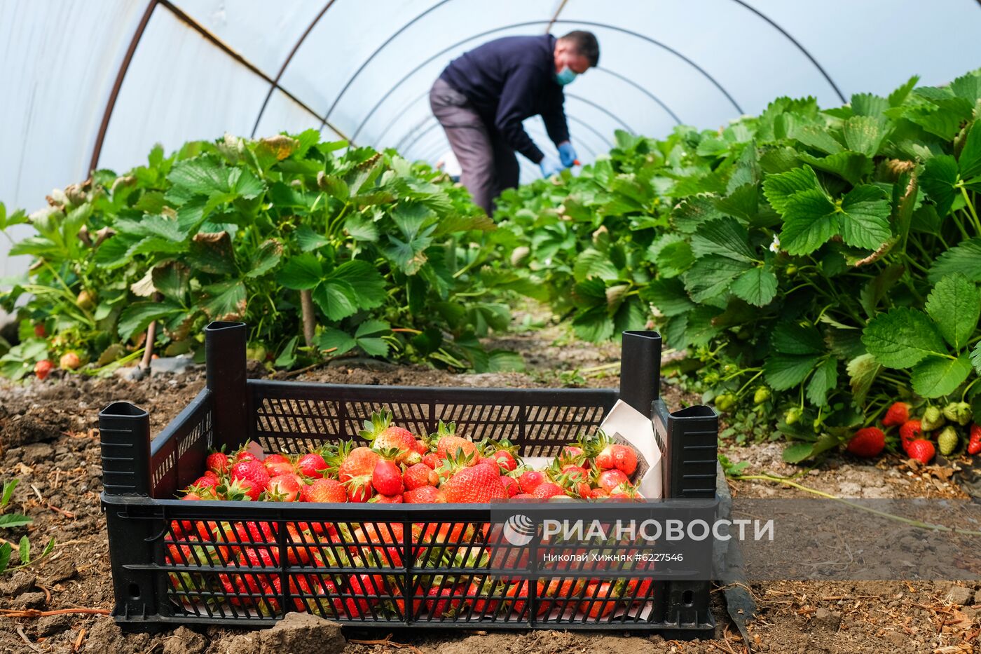 Тепличное хозяйство в Краснодарском крае