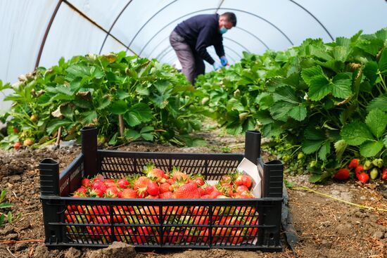 Тепличное хозяйство в Краснодарском крае