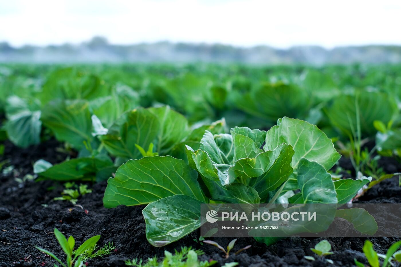 Тепличное хозяйство в Краснодарском крае