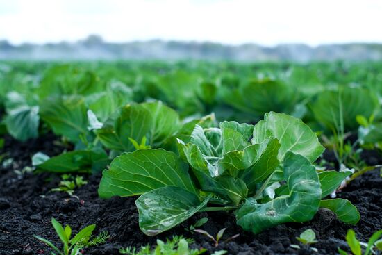 Тепличное хозяйство в Краснодарском крае