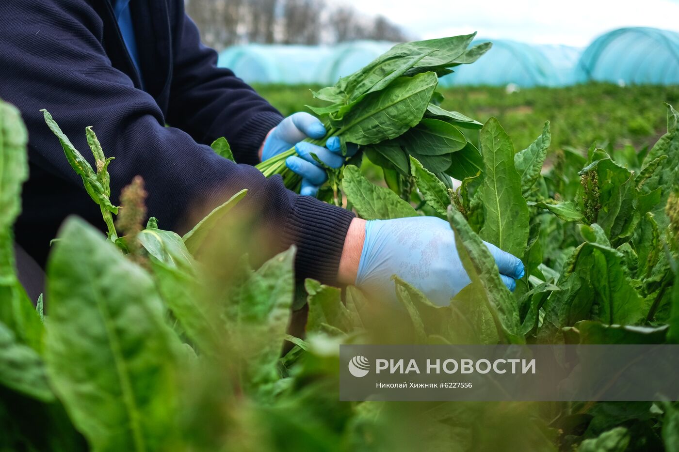 Тепличное хозяйство в Краснодарском крае