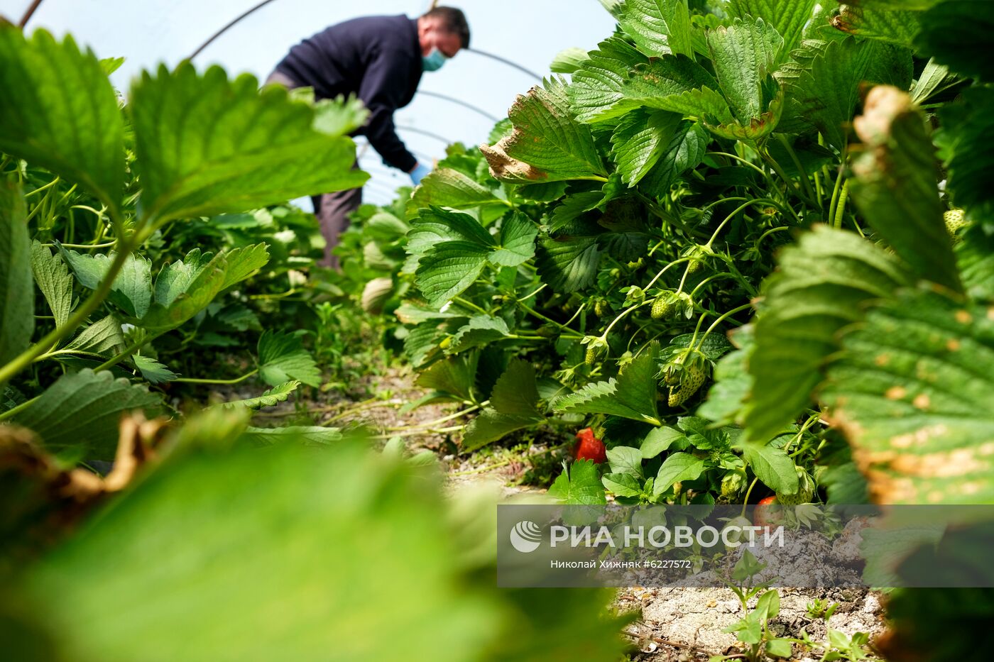 Тепличное хозяйство в Краснодарском крае