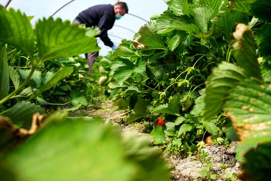 Тепличное хозяйство в Краснодарском крае