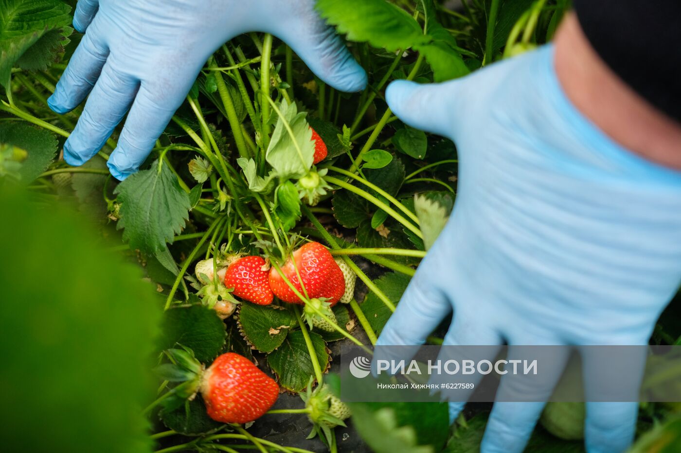 Тепличное хозяйство в Краснодарском крае