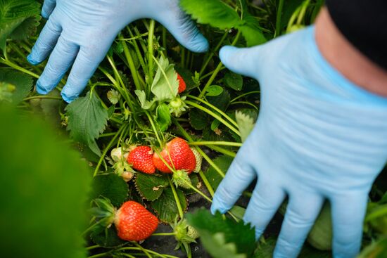 Тепличное хозяйство в Краснодарском крае