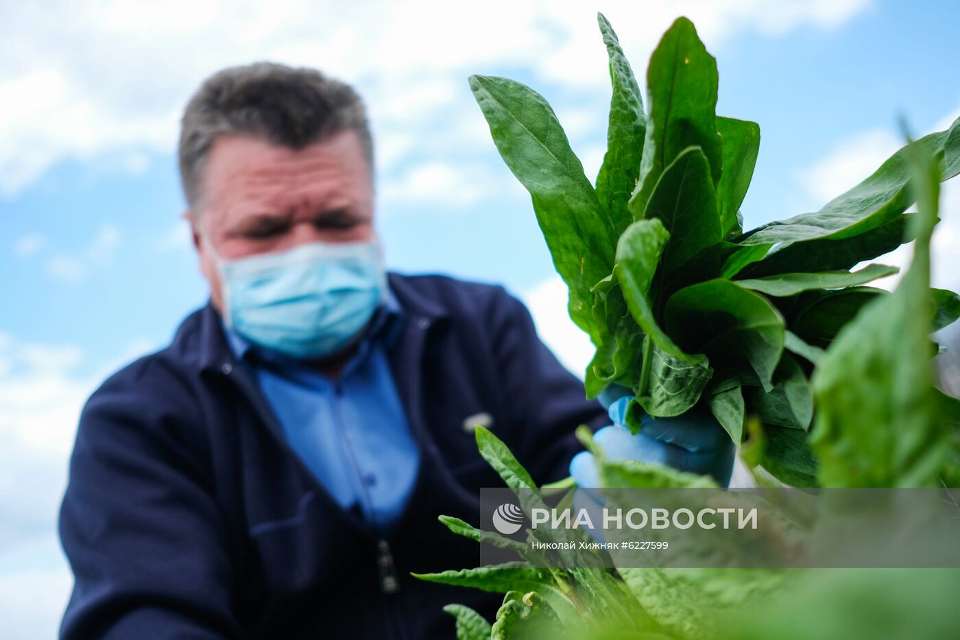 Тепличное хозяйство в Краснодарском крае