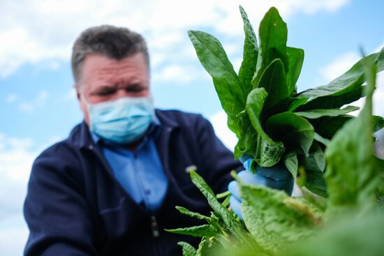 Тепличное хозяйство в Краснодарском крае