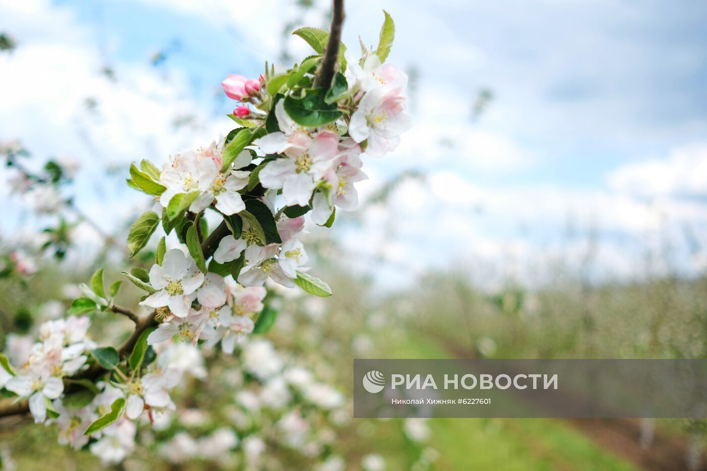 Тепличное хозяйство в Краснодарском крае